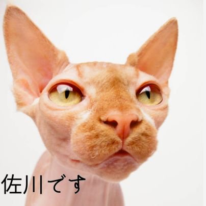vandarey55's profile picture. 愛猫と気ままな毎日を暮らしております〜