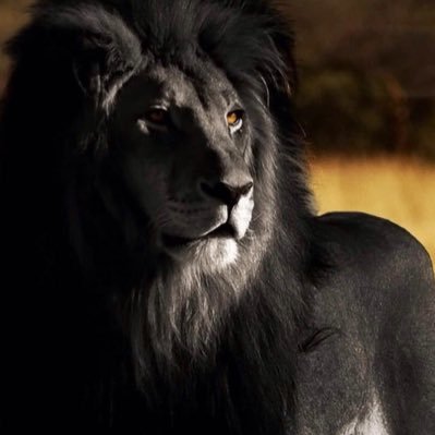 uni_ikura8222's profile picture. 怪談👻妖怪👺昔話👹伝説🦄クロスステッチ🪡生き物全般🐉🐈‍⬛🦈🐥をこよなく愛しております❤️😷🐿️