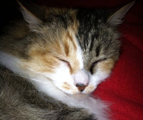 CorinneDavid's profile picture. 