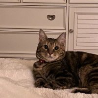 Cat'sMeow (@smartycatpants) 's Twitter Profile