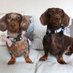 dachshund Daddy (@dachshundanddad) Twitter profile photo dachshund Daddy (@dachshundanddad) Twitter profile photo