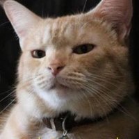 ExpectoPatronum (@giftjilove) 's Twitter Profile