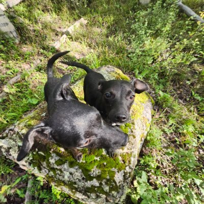THREADGILLS101's profile picture. Working dog. Working mindset. Hunt, grit, no quit.
#Patterdale #WorkingDogs #BuiltDifferent
Hard dogs. Hard work. No handouts.
#FellTerrier #K9 #Grit