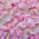 Junko8115596839's profile picture. 効率よくお金を増やす秘訣や副業情報など発信したりしています。自分自身お金に苦労した経験からお金に困っている方を救いたいと思い、少しですが現金配布企画を始めました☆ なくなり次第終了⇒ https://t.co/oEauStWtFd