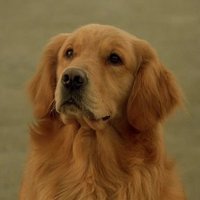 $BUDDY - The First Dog On The Blockchain! (@bitboybuddy) 's Twitter Profile