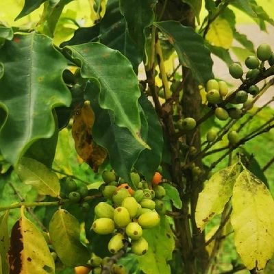 wences61358796's profile picture. 