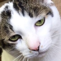 父と暮らす (@jonny_byc) 's Twitter Profile