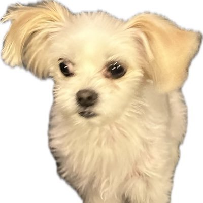 Itnegak's profile picture. 