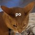 po (@polarbearbloodd) Twitter profile photo po (@polarbearbloodd) Twitter profile photo