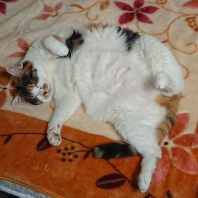 フブミオ大好きなすこん部でミオファな社会人です。フブミオ大てぇてぇ虫
🦊🐺🫶、つぶやきはほぼホロライブ関連。推しに迷惑をかけないよう自分のペースで推し活中です
他趣味、型月、FGO初期勢、野球等、スト6等
無言フォロー失礼します。