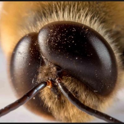 pm_alpine's profile picture. Member and leading advisor of the state (colony) councils of some bee 🐝 colonies. #liquid #gold 🍯