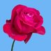 SCORPIONS (@acido_vic) Twitter profile photo SCORPIONS (@acido_vic) Twitter profile photo