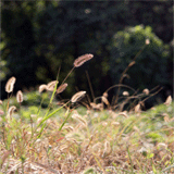 재벌