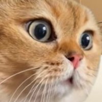 私の名前は、はうですよ。 (@ilys4ioib2gmudc) 's Twitter Profile