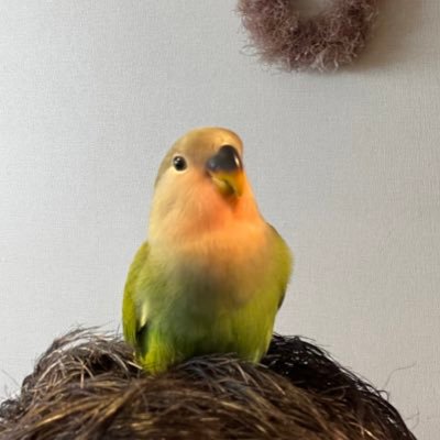 miyamaguchi's profile picture. 京都ではたらく48歳。今でもお花屋さんに憧れています。銭湯と酒場と園芸と。最近コザクラインコを飼い始めました🦜可愛くて仕方ない❤️