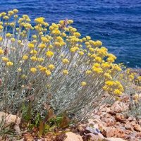 Amarantos (@amarantos_1) 's Twitter Profile Photo