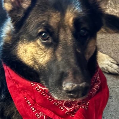 emanboet's profile picture. 💙 love y’all!! Welcome to Floor-duh. Tampa Bay sports fan.😉 Tax paying Patriot. I try to be kind, sometimes I’m successful. Electric motor guru.