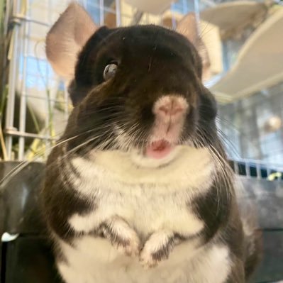 ピンクのお鼻が特徴のひじきくん🐽チンチラブラックパール🐭よろしくね✌︎2019/11/10🏠2020/08/30.......TikTokもやってます📸
