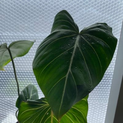 35歳♂です🌱3畳の書斎とベランダで植物ごとを楽しんでます。最近はアロイドが好きです😊文房具、ウィスキー好き✨宜しくお願いします✨無言フォロー失礼致します。無言フォローお気楽に👍植物系の方は、基本フォロバします😊