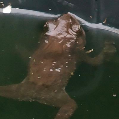 AAmirulaiman01's profile picture. Krook