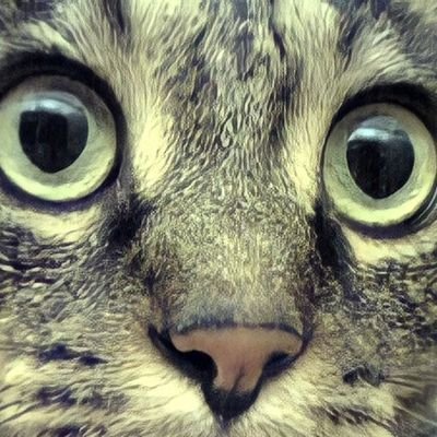 おかっちさんのプロフィール画像