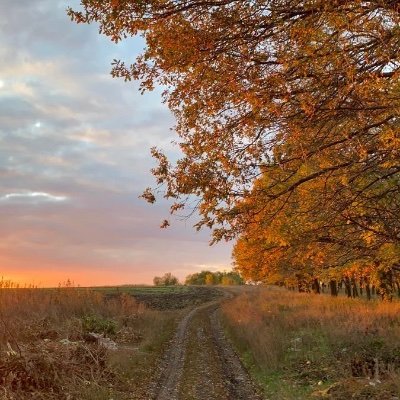 Fallvibes_yayy's profile picture. 