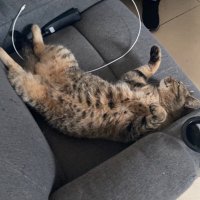 Link13 (@link1347566820) 's Twitter Profile