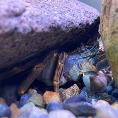 仕事についてから、魚への飽くなき探究心が芽生え始めました。とりあえず、同定できる魚を増やしたいなり。