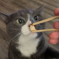 nellaf (@nellaf) 's Twitter Profile Photo