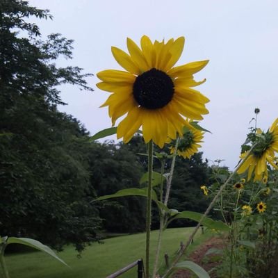 Selene_novel's profile picture. SE→福祉業界
空き時間に執筆活動をしています。主にエブリスタで現代ファンタジー系メイン