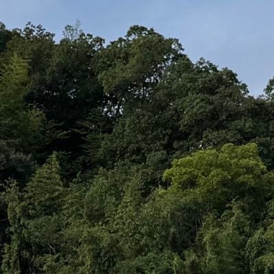 5bdZXBfsITnSCLQ's profile picture. ﾈｺﾁｬﾝ