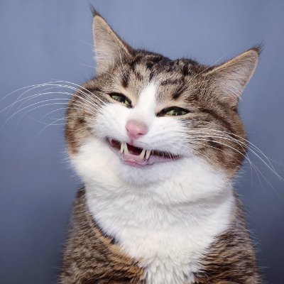 rexie_cat's profile picture. Meet Rexie the most loveable and expressive cat in the world😻

Rexie is here to express to the moon🚀

Pumpfun:  5kYHBbZoWDbm1yMgrGPy4V7gDzPCKn7PUSKThebupump