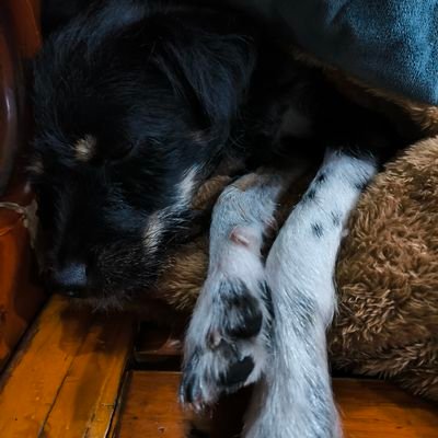 ryoryofire's profile picture. I love my dog. She is cute.日本語は下手。18↑