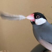 TO社労士受験審議中@2026 (@syaro_aka) Twitter profile photo