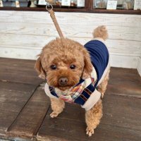 まいまいバッキンガムシャー🇬🇧✈️ (@maimaibucks) 's Twitter Profile