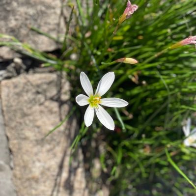 ry4gG5FAH476404's profile picture. アニメと漫画とウマ娘と遊戯王趣味にしています！もしよかったらDM待ってます\(//∇//)\＃ウマ娘好き＃遊戯王