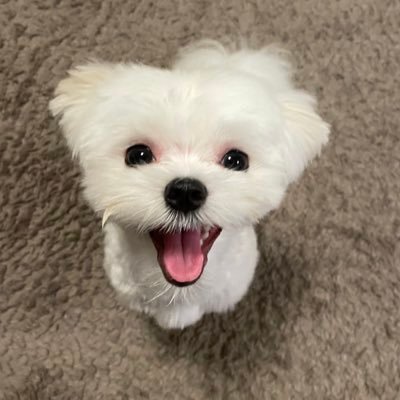 モコ Profile