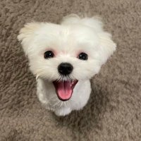 モコ (@moco_maltese) 's Twitter Profile