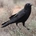 Part time Bird. (@linglingffxiv) Twitter profile photo Part time Bird. (@linglingffxiv) Twitter profile photo
