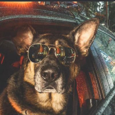 🐶武士道精神 Japan self defense force❗️趣味筋トレ、ダイビング、すーふぉあ🏍空手、柔道ブラックリボン平和主義❗️警備犬K9動物愛護特別警備隊🥋🪂🤿🚔JFA⚽️🇯🇵 FIFAランク17🚔🚔🫡Japanese Air Force01🫡 DECOY🚨sheriff🫡