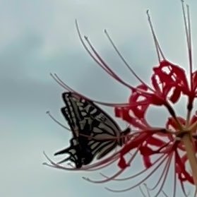 butterfly_Mr5's profile picture. 