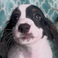 Caleb (@caleb_badass) 's Twitter Profile Photo Caleb (@caleb_badass) 's Twitter Profile Photo