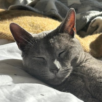 Director of Communications, Diocese of Oxford. Insta: @appletonium Owner of Bartlet the cat, named for the best POTUS. Art and architecture