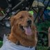 PetFriendsinLV (@petfriendsinlv) Twitter profile photo PetFriendsinLV (@petfriendsinlv) Twitter profile photo
