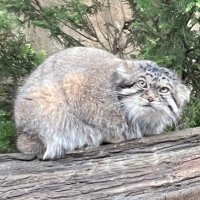 きときとねこ (@yasan17304673) 's Twitter Profile Photo