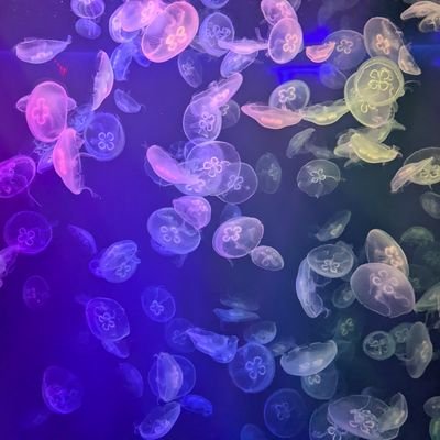 itcyrpkmn's profile picture. フィンテック