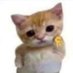 もにゃん😸 (@monyan334) Twitter profile photo もにゃん😸 (@monyan334) Twitter profile photo