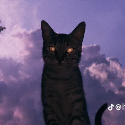 0VV0_0VVV0's profile picture. 