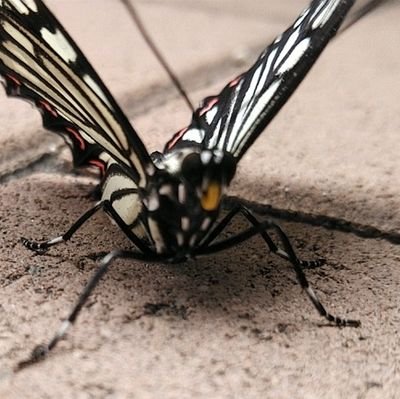 蚊やアブラムシ・蝿・ゴキブリ等に対する生物兵器(メダカ・テントウムシ・トンボ・蜘蛛等)、生ごみの生物処理(ミールワーム・ミミズ・アメリカザリガニ等)、#外来種 外来生物の研究が好き。 飼育中:セキセイインコ・メダカ・レッドラムズホーン・#ニホンヤモリ・ハエトリグモの一種?・#ミールワーム 基本、動物何でも好き。