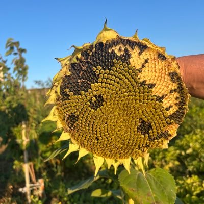 swifrRall's profile picture. 